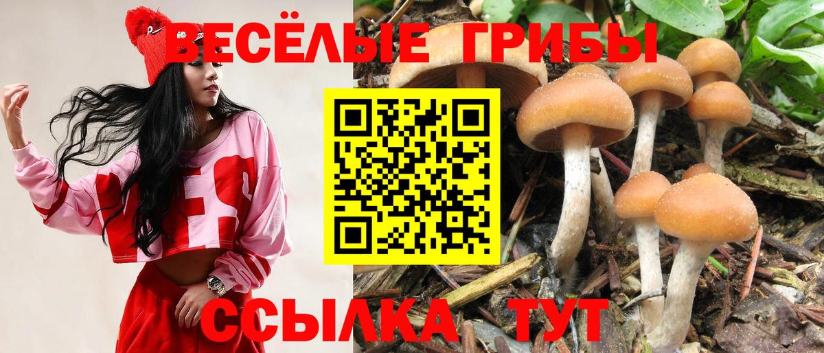 Псилоцибиновые грибы Psilocybe Сланцы